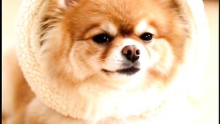 Every Single Day #doglife #pomeranian #DogLoversUSA