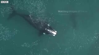 Take a Relaxing Journey Into Patagonia s Wildlife _.mp4.2026
