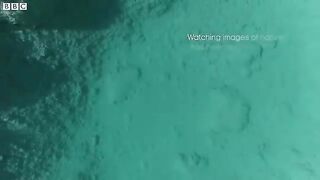 Experience Flight Like A Flamingo.mp4.2026