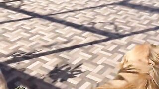 Anjing Lucu 2