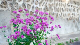 bee flying around flowers