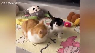 Cats Being Unhinged