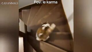 Cats malfunctioning