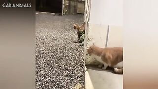 Cats Being Confused