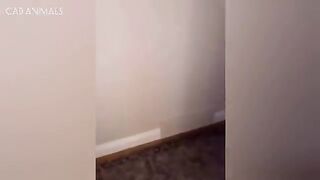 Cats Causing Chaos