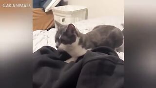 CATS Being the Boss