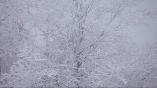 Winter Coat - snow covered trees | Trending HD Video 2