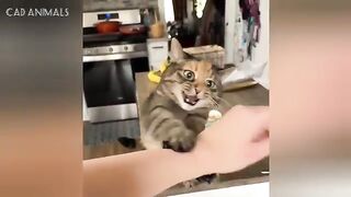Why Are Cats Like This?