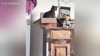 Cats Acting Weird