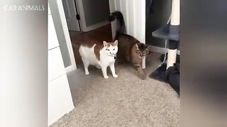 Funniest CATS of the Year
