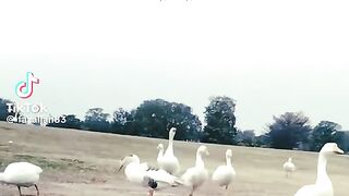 Golden Words 14