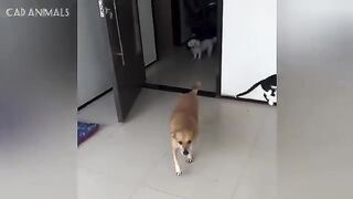 CATS: Crazy and Unpredictable