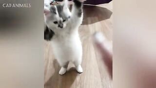 Cats Are Just Weird