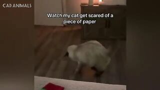 CATS: Crazy and Weird