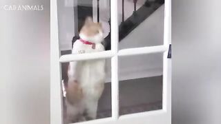 Weird Cat Behavior