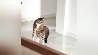 Cats Being Silly