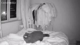 CATS: Weird and Unpredictable