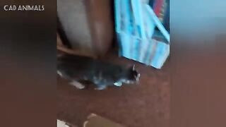 Amusing Cats