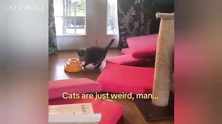Cats Are WEIRD