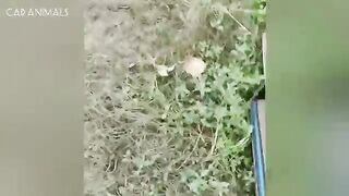 Cats Being Unpredictable