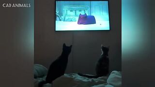 Cats Being Weird Again
