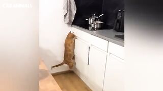 Cats Doing Weird Things