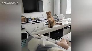 Unpredictable Cats