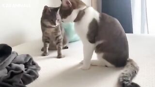 Insane Cats