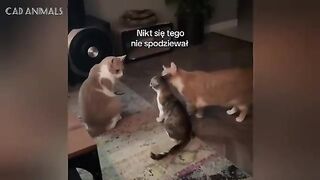 Cats Being Crazy