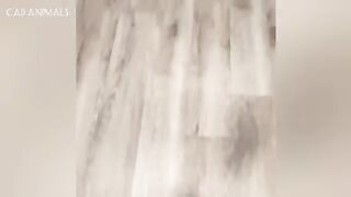 Bonkers Cats