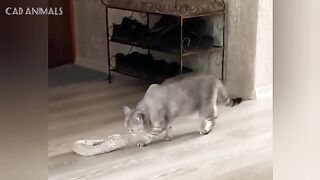 Confused Cats 2