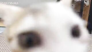 CATS: Uncontrollable Crazy Antics and Weirdly Unpredictable