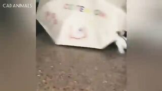 CATS: Wild Antics and Unstoppable Chaos