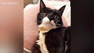 CATS: Bonkers Behavior and Unexpected Antics