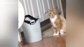 CATS: Masters of Weird and Unpredictable Antics