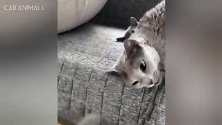 CATS: Bonkers Antics and Unpredictably Smart