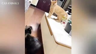 CATS: Totally Bonkers and Unpredictable Antics