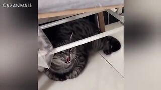 CATS: Wildly Unpredictable and Totally Bonkers
