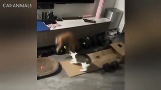 CATS: Totally Bonkers Logic and Absurd Antics
