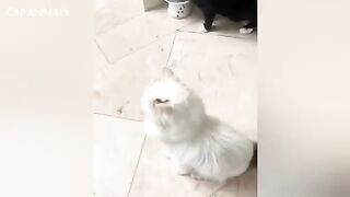 CATS: Totally Bonkers and Weirdly Unpredictable 2
