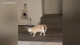 CATS: Totally Bonkers and Unpredictably Smart