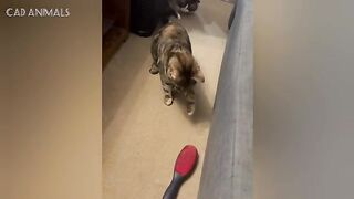 CATS: Crazy Antics and Unpredictable Mayhem
