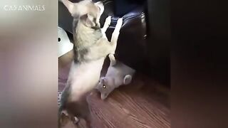 CATS vs DOGS: Totally Bonkers and Wildly Unpredictable