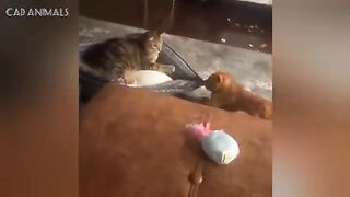 CATS: Totally Bonkers and Wildly Hilarious