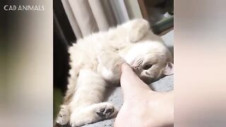 CATS: Wildly Bonkers and Insanely Unpredictable