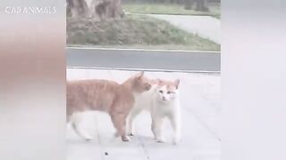 CATS: Totally Bonkers and Wildly Unpredictable