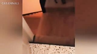 CATS: Wild Antics and Crazy Moves