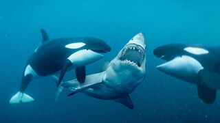 40 Times Animals Messed With The Wrong Opponent