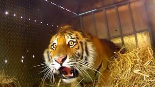Animals Being Freed For The First Time