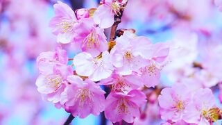 the most beautiful flower collection